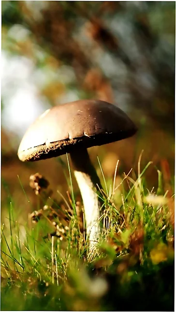 Como cocinar las setas en otoño