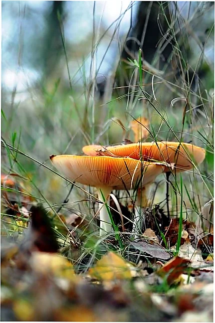 cocinar setas en otoño